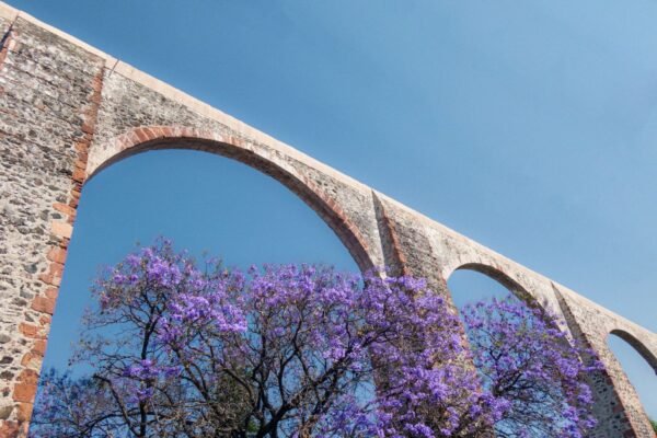 queretaro-mexico-aqueduct-with-jacaranda-tree-and-2023-11-27-05-07-58-utc