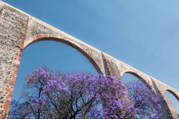 queretaro-mexico-aqueduct-with-jacaranda-tree-and-2023-11-27-05-07-58-utc