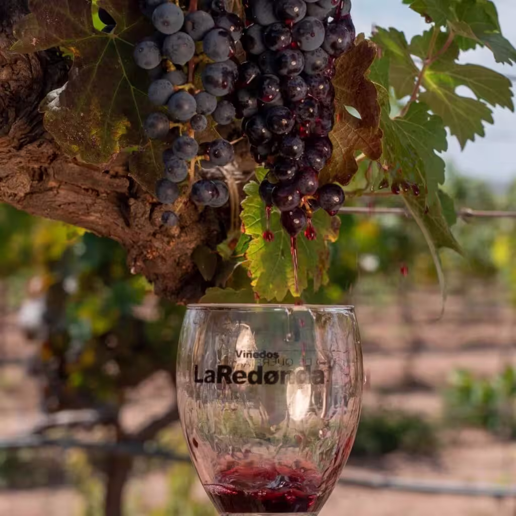 Racimos de uva sobre una vid y copa de vino de Viñedos La Redonda.