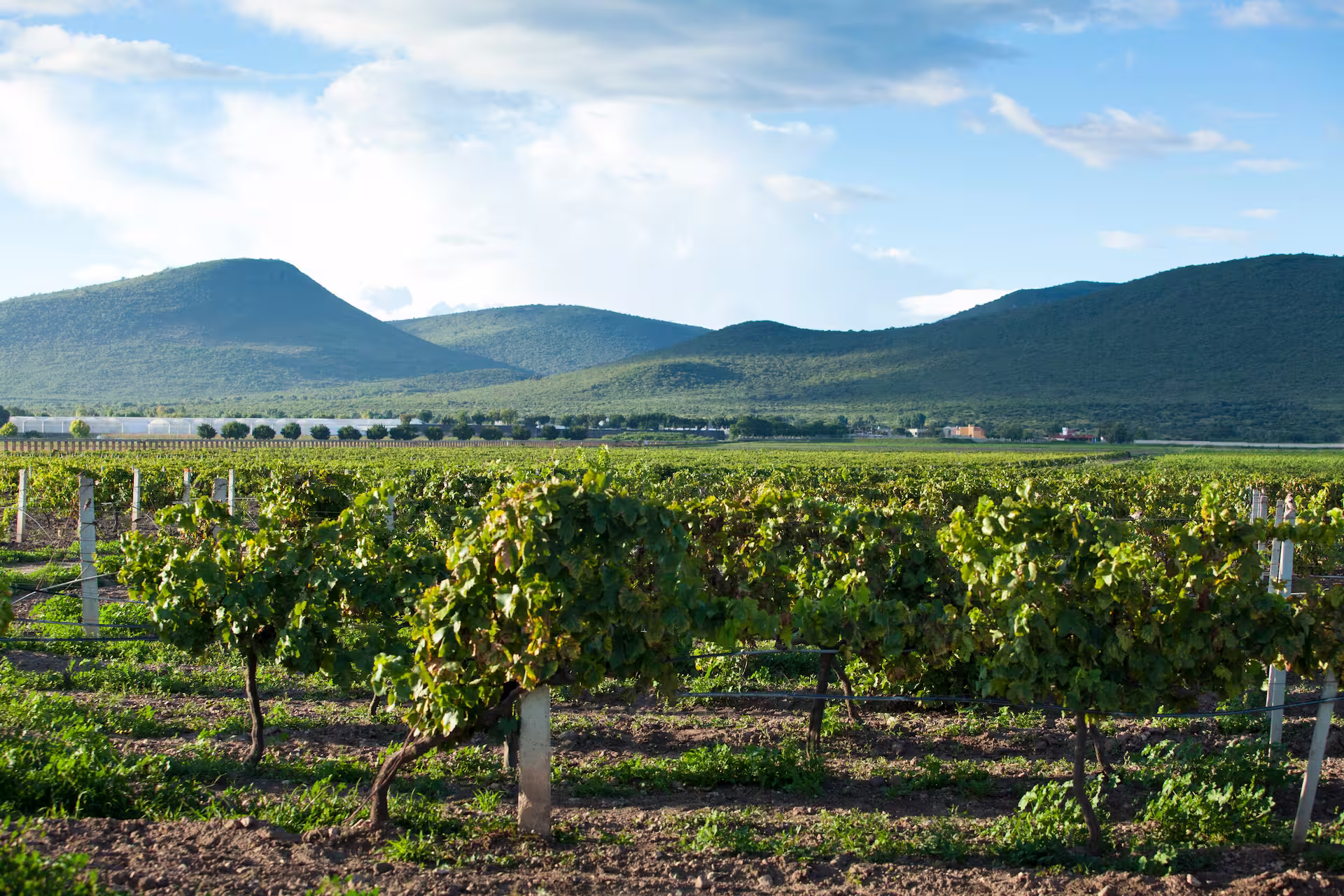 Paisaje de los viñedos de Freixenet México con montañas al fondo en Querétaro.