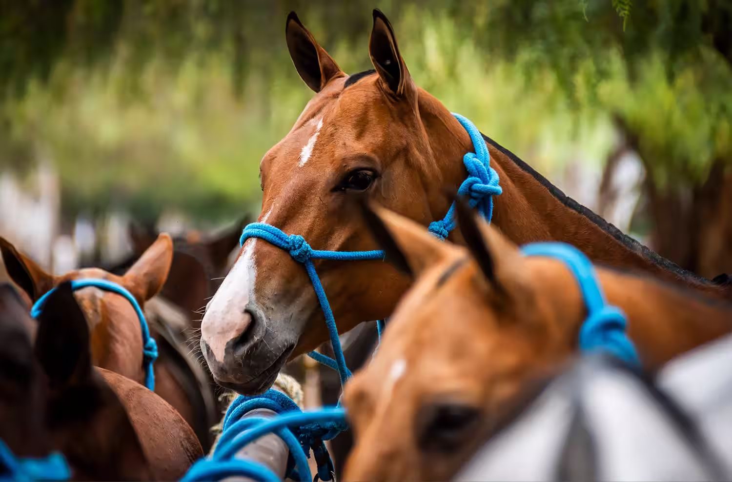 Caballos en Viñedos del Polo, Querétaro | Equitación y Polo en un Entorno de Lujo Caballos de alta competencia en Viñedos del Polo, Querétaro, en un entorno exclusivo para amantes de la equitación y el polo.