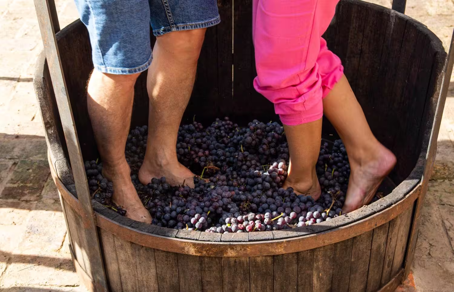 Personas pisando uvas en una barrica de madera durante la vendimia en Viñedos del Polo, Querétaro. Tradición vinícola para la producción artesanal de vino.