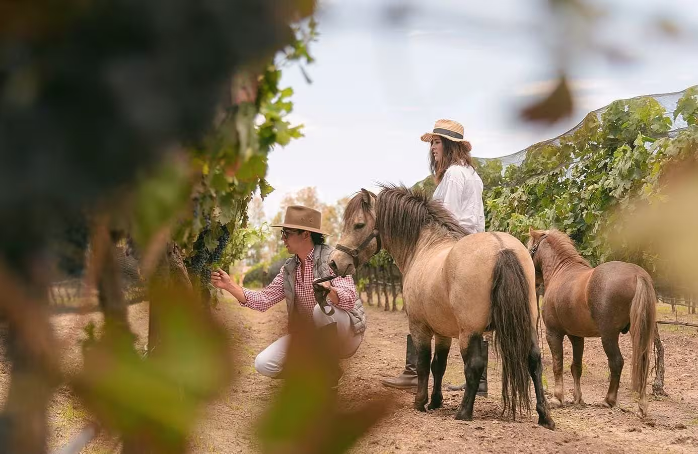 Revisión de la vid en Viñedos del Polo, Querétaro Persona inspeccionando racimos de uva en Viñedos del Polo, Querétaro. Desarrollo residencial con viñedos privados y producción de vino de alta calidad.