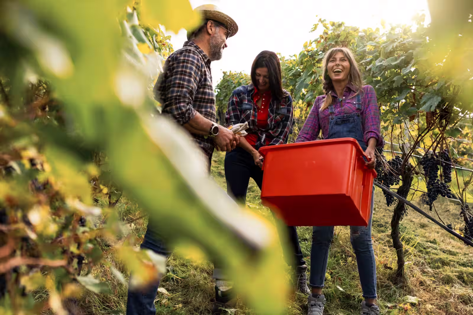 Grupo de amigos recolectando uvas durante vendimias en viñedo de Querétaro