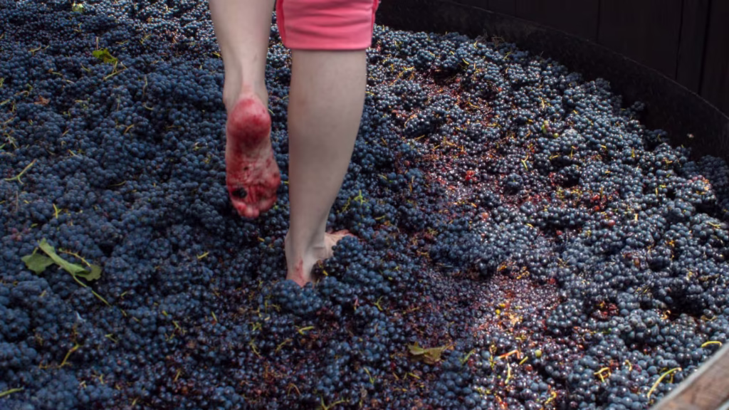 Mujer pisando uvas durante la vendimia en Bodega de Cote Vendimia, Queretaro