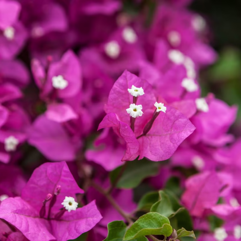 Árbol de bougainvillea racbery ice en plena floración, con ramas cubiertas de flores fucsia bajo el cielo mexicano.