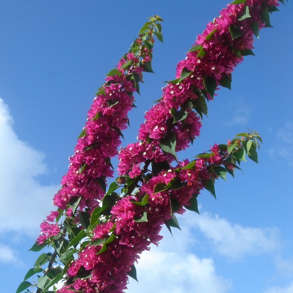 Bugambilias | La Flor que Conquistó México 4 Bougainvillea peruviana en floración, planta trepadora con brácteas rosas intensas sobre tallos verdes.