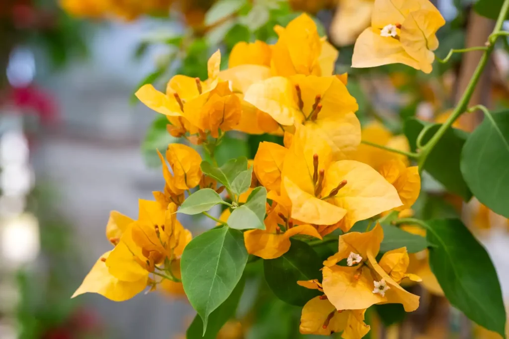 Variedad de buganvilla amarilla California Gold – arbusto perenne de floración abundante y alto rendimiento ornamental