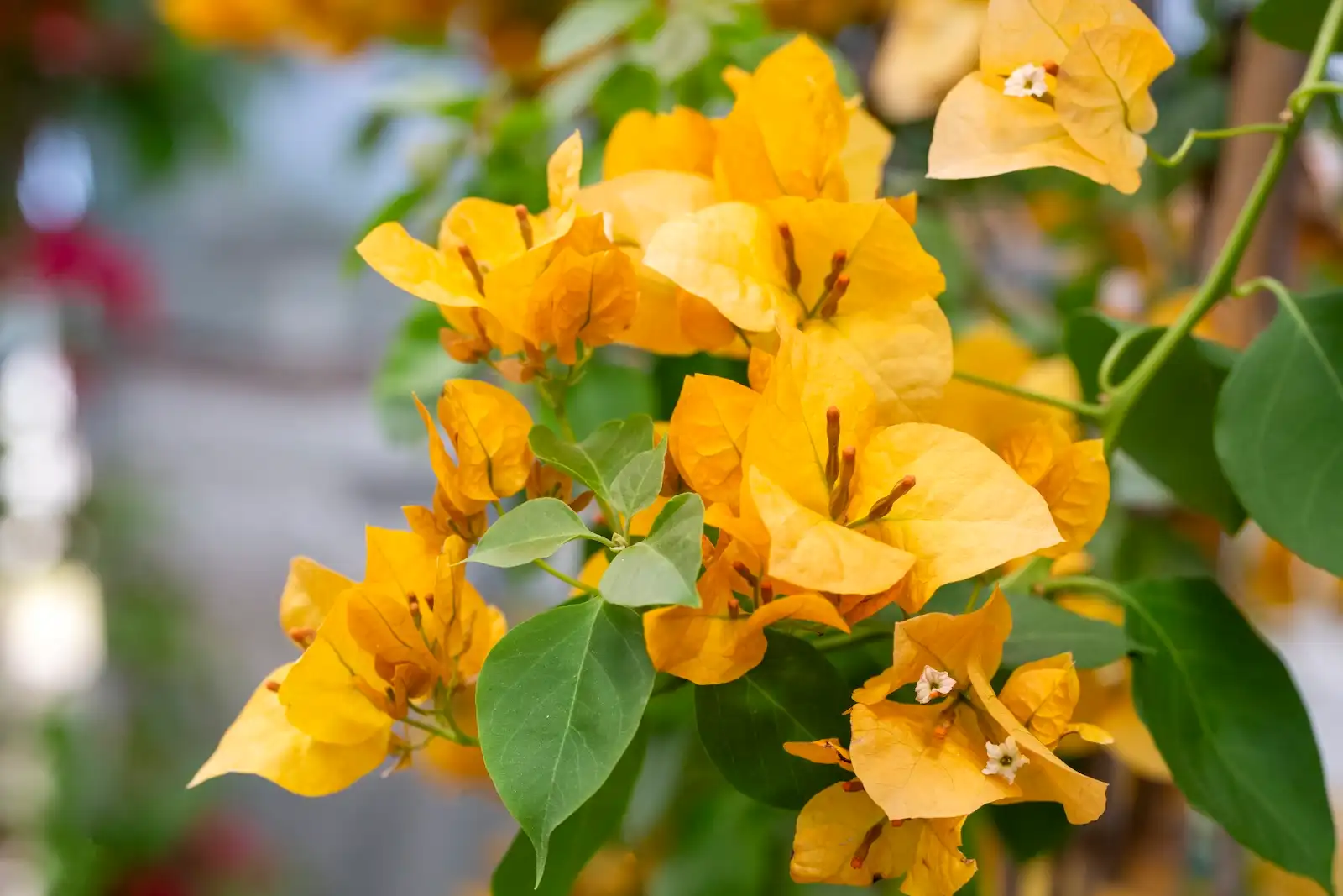 Variedad de buganvilla amarilla California Gold – arbusto perenne de floración abundante y alto rendimiento ornamental