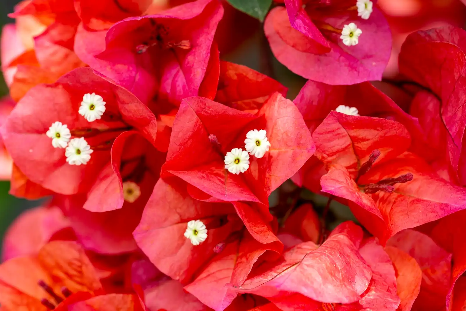 Buganvilla Bárbara Karst en floración intensa – símbolo de color mediterráneo y elegancia natural en el diseño paisajista