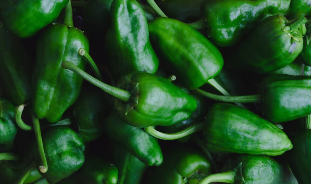 Chile Poblano – Tradición y Sabor Mexicano Chile poblano fresco, brillante y de forma robusta sobre fondo neutro