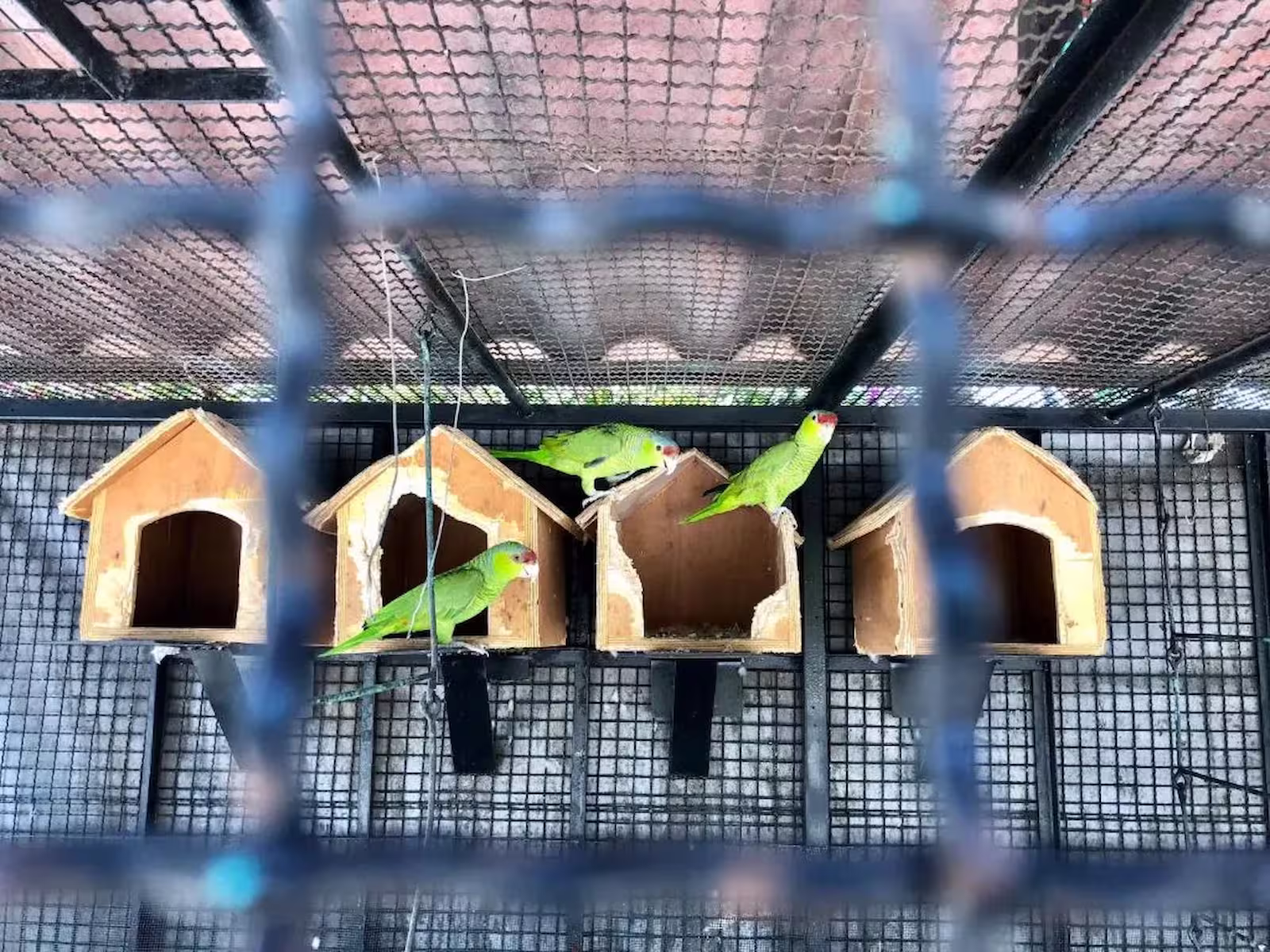 Vista panorámica de las Casas Pájaros en María y Bernardo Casa Viñedo, Querétaro México — arquitectura vinícola entre viñedos y naturaleza.