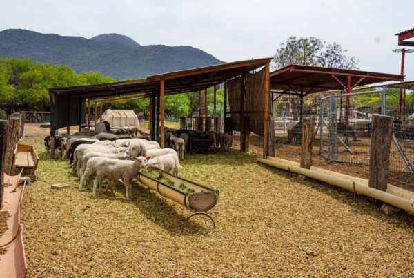 Rebaño de ovejas lecheras East Friesian en los corrales de Rancho San Josemaría frente a las montañas de Huimilpan Querétaro