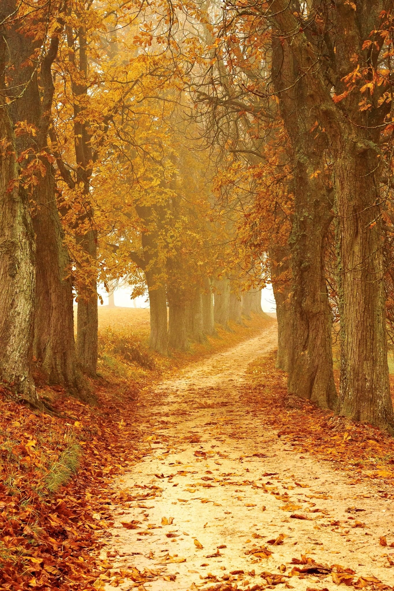 Imagen ilustrativa: Sendero de bosque cubierto de hojas